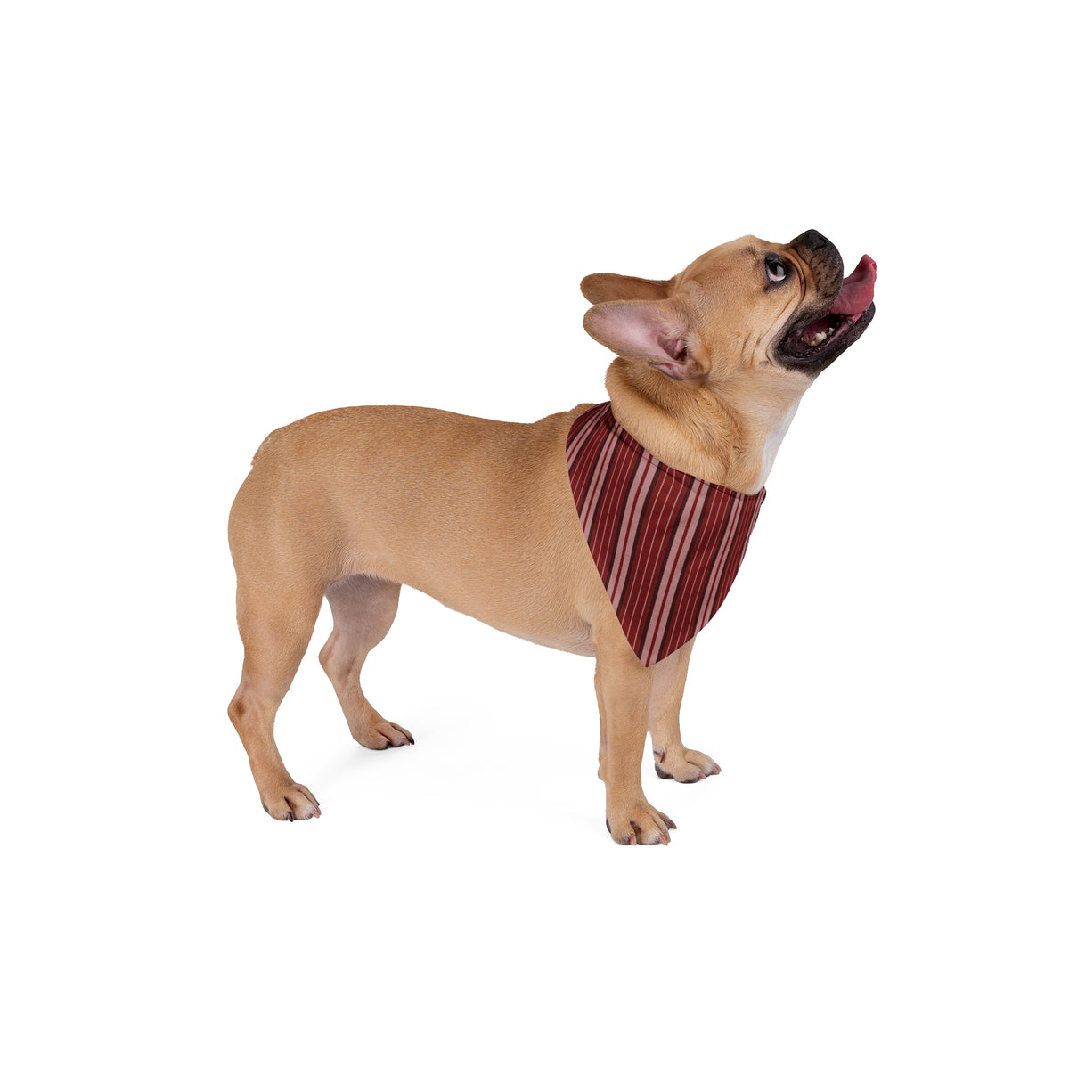 Pet Bandana | Columbia, South Carolina | Stripe
