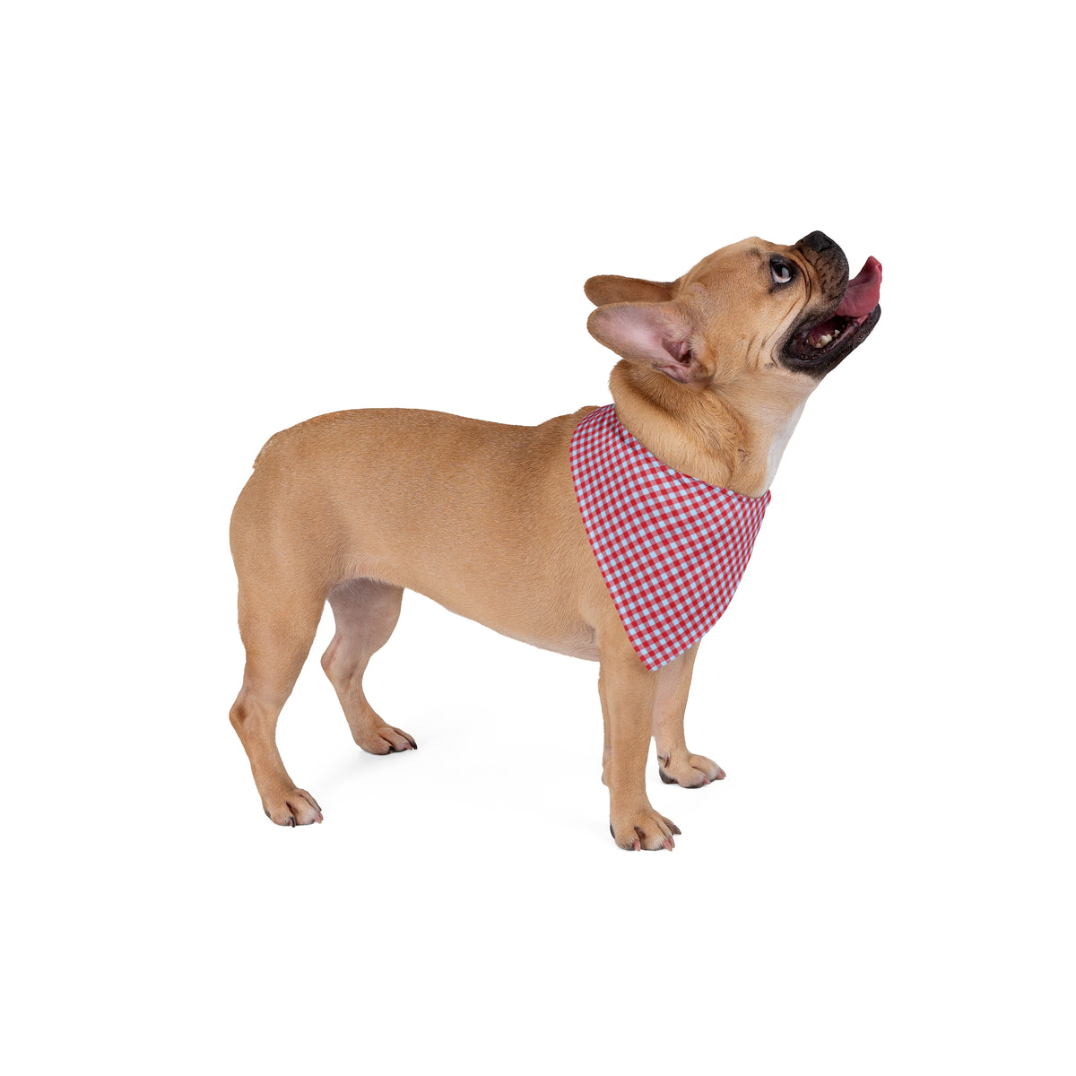 Pet Bandana | Oxford, Mississippi | Gingham