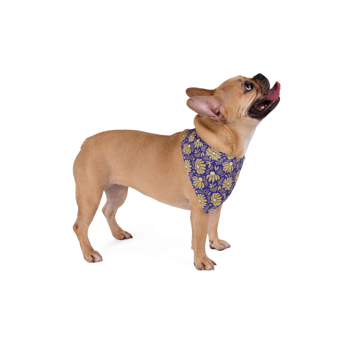 Pet Bandana | Harrisonburg, Virginia | Bellis