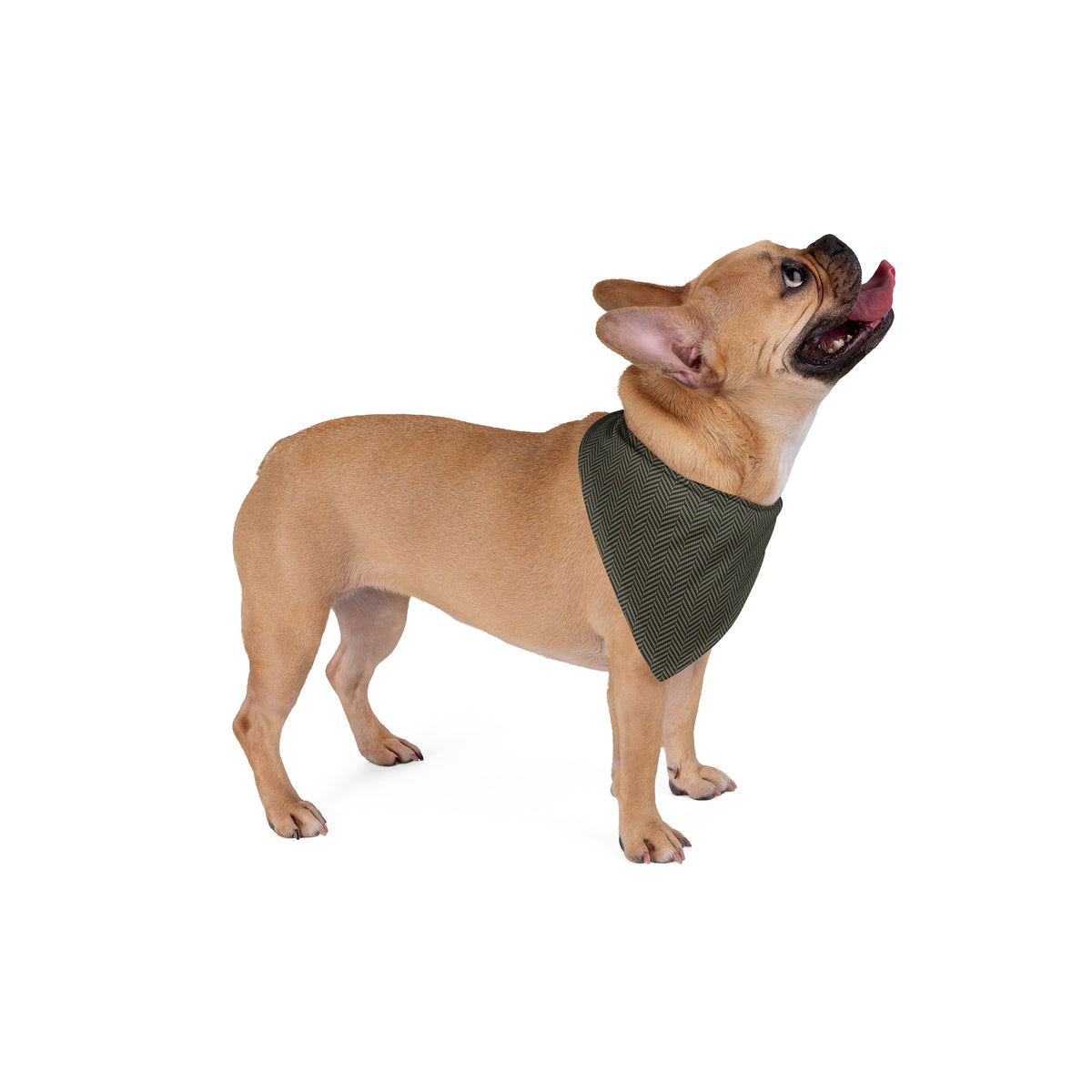 Pet Bandana | Notre Dame, Indiana | Herringbone
