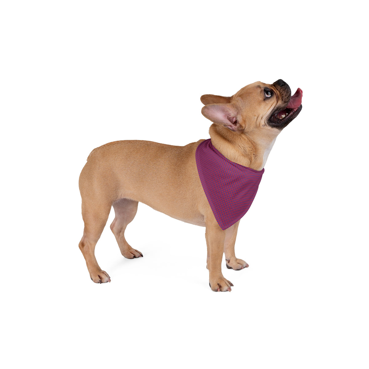 Pet Bandana | Lawrence, Kansas | Houndstooth