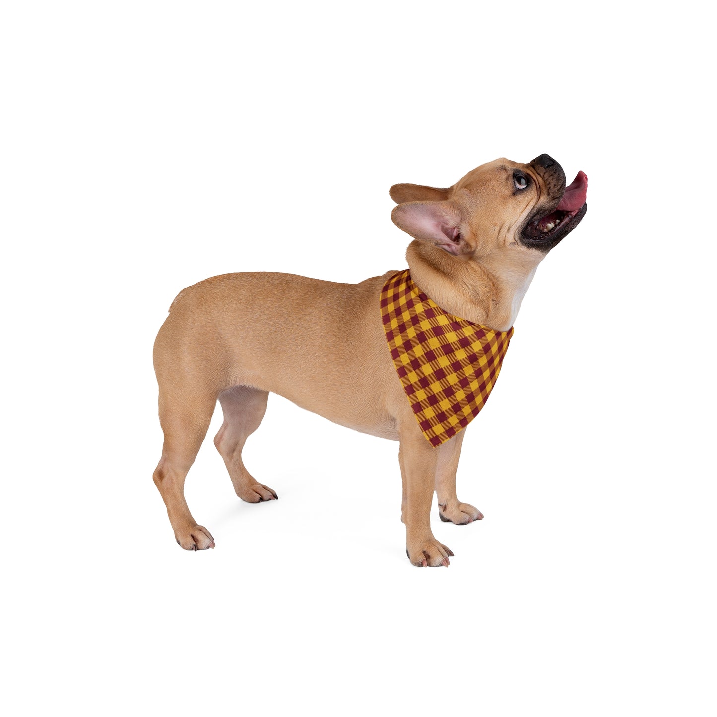 Pet Bandana | Los Angeles, California | Gingham