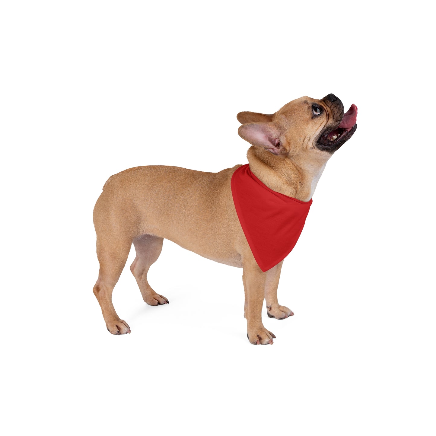 Pet Bandana | Madison, Wisconsin | Dark