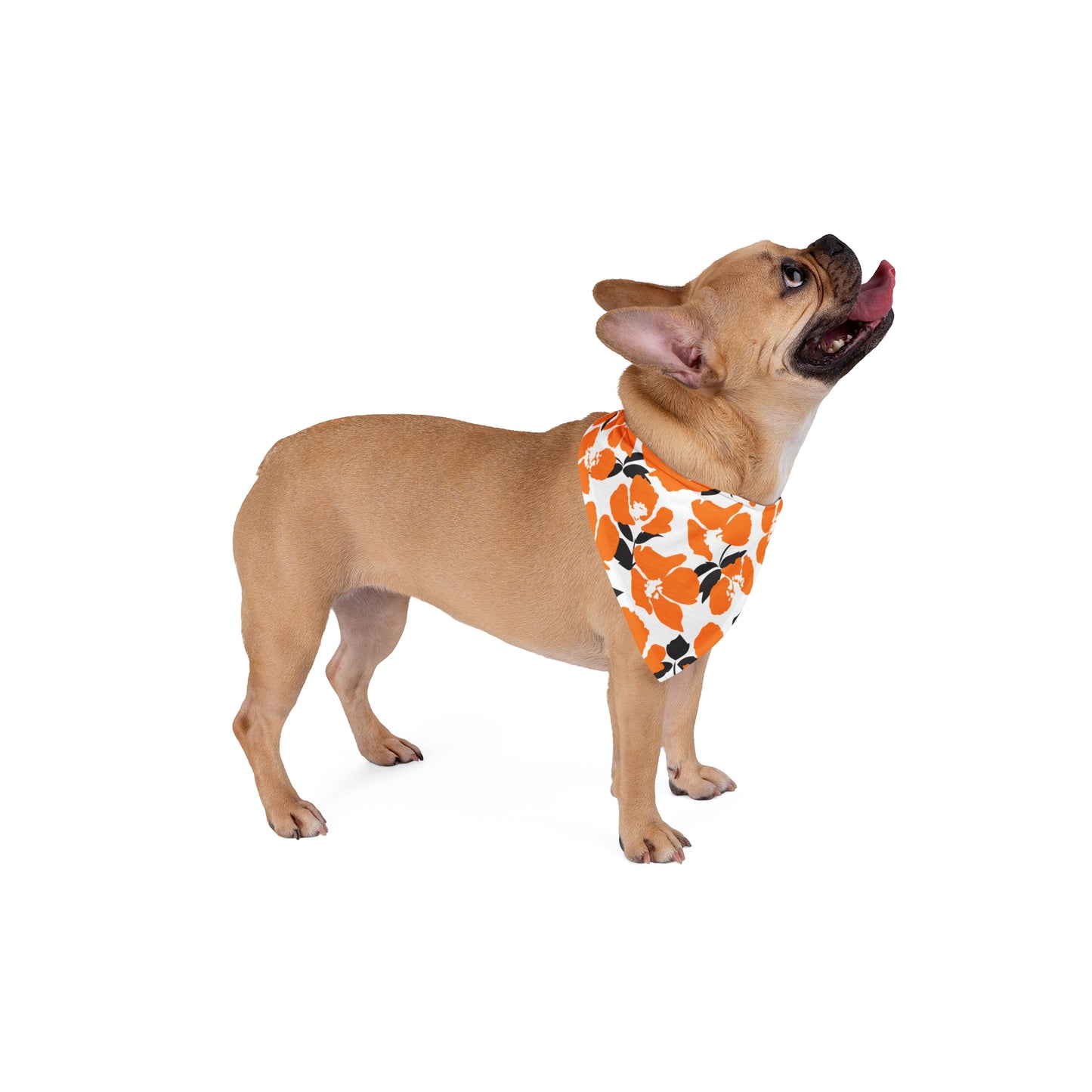 Pet Bandana | Princeton, New Jersey | Poppy