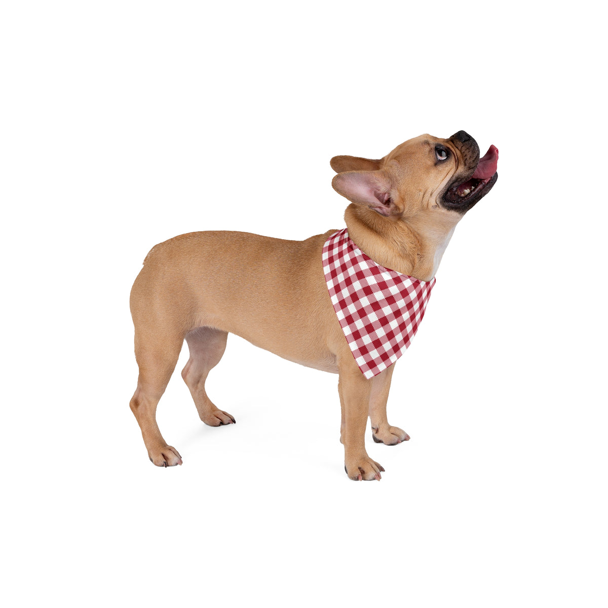Pet Bandana | Bloomington, Indiana | Gingham