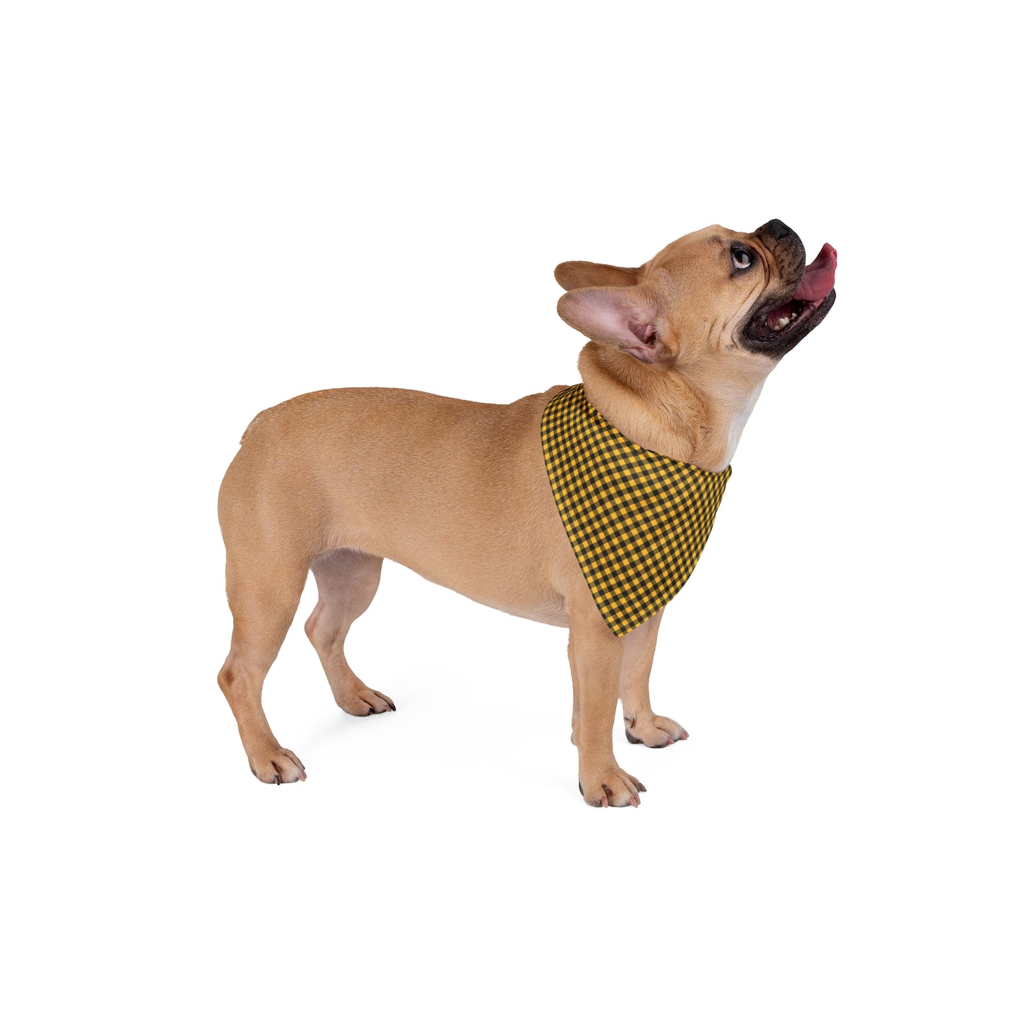 Pet Bandana | Kennesaw, Georgia | Gingham