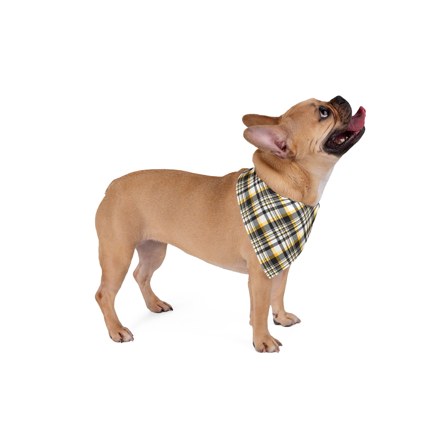 Pet Bandana | Kennesaw, Georgia | Tartan