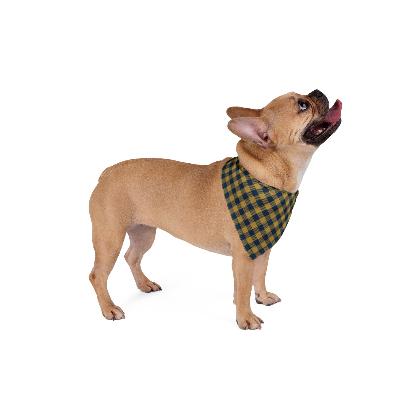 Pet Bandana | Notre Dame, Indiana | Gingham
