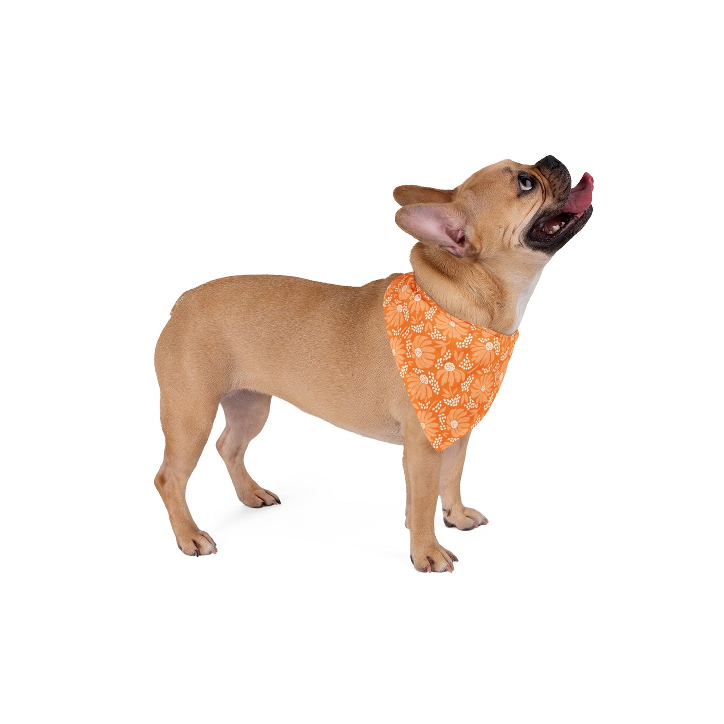 Pet Bandana | Orange & White | Bellis