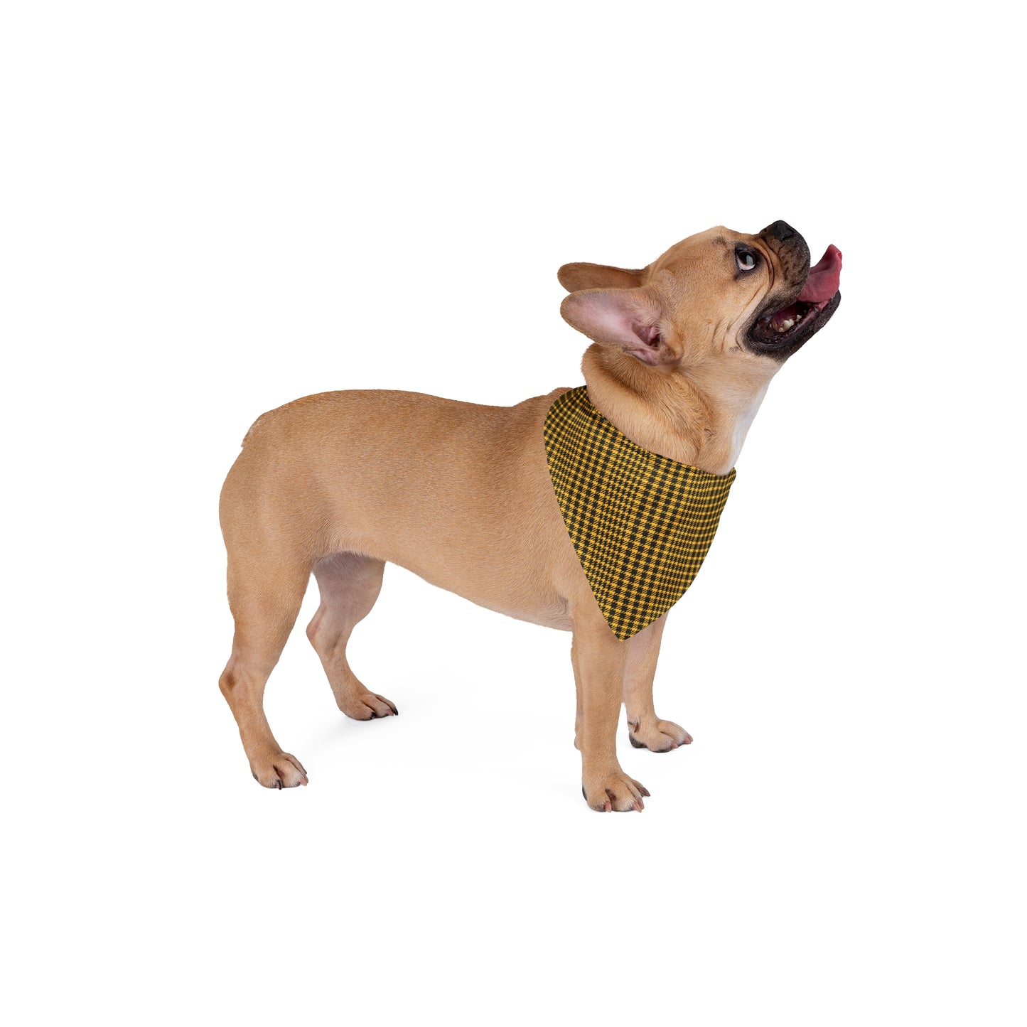 Pet Bandana | Kennesaw, Georgia | Tweed