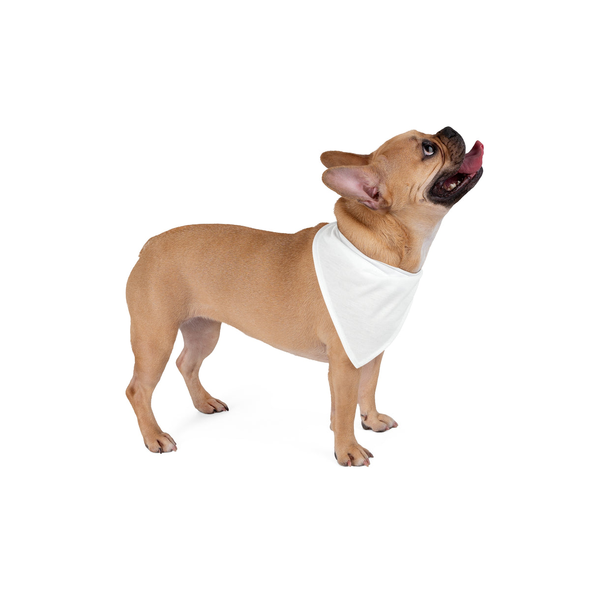 Pet Bandana | Provo, Utah | Light