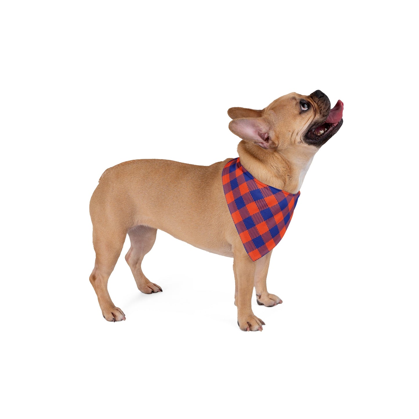 Pet Bandana | Bright Blue & Orange | Gingham