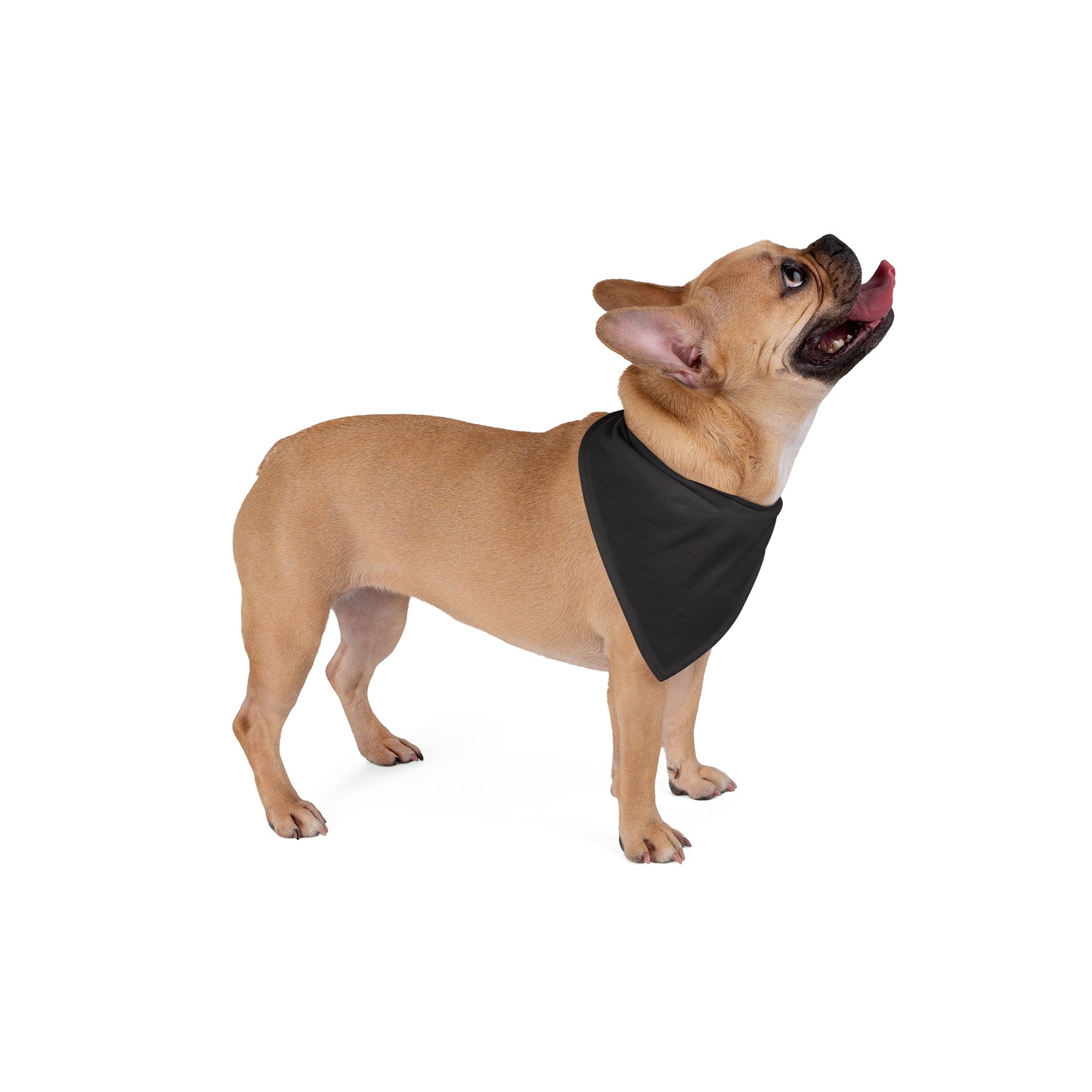 Pet Bandana | Raleigh, North Carolina | Dark