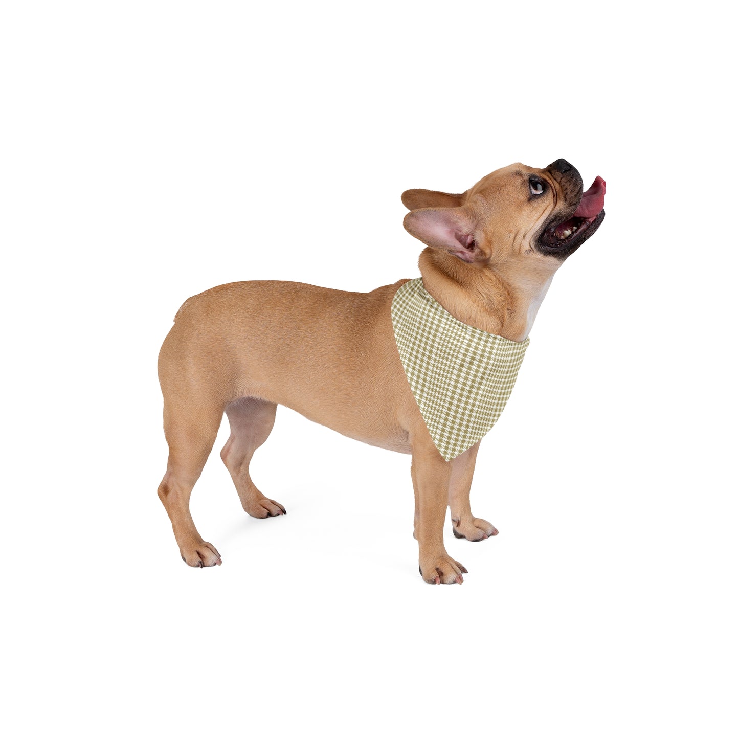 Pet Bandana | Atlanta, Georgia | Tweed