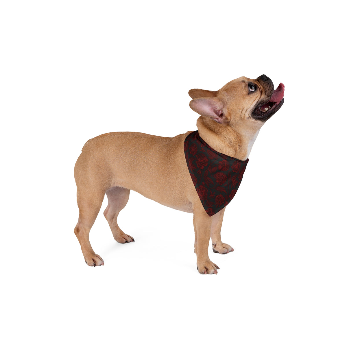 Pet Bandana | Columbia, South Carolina | Peony