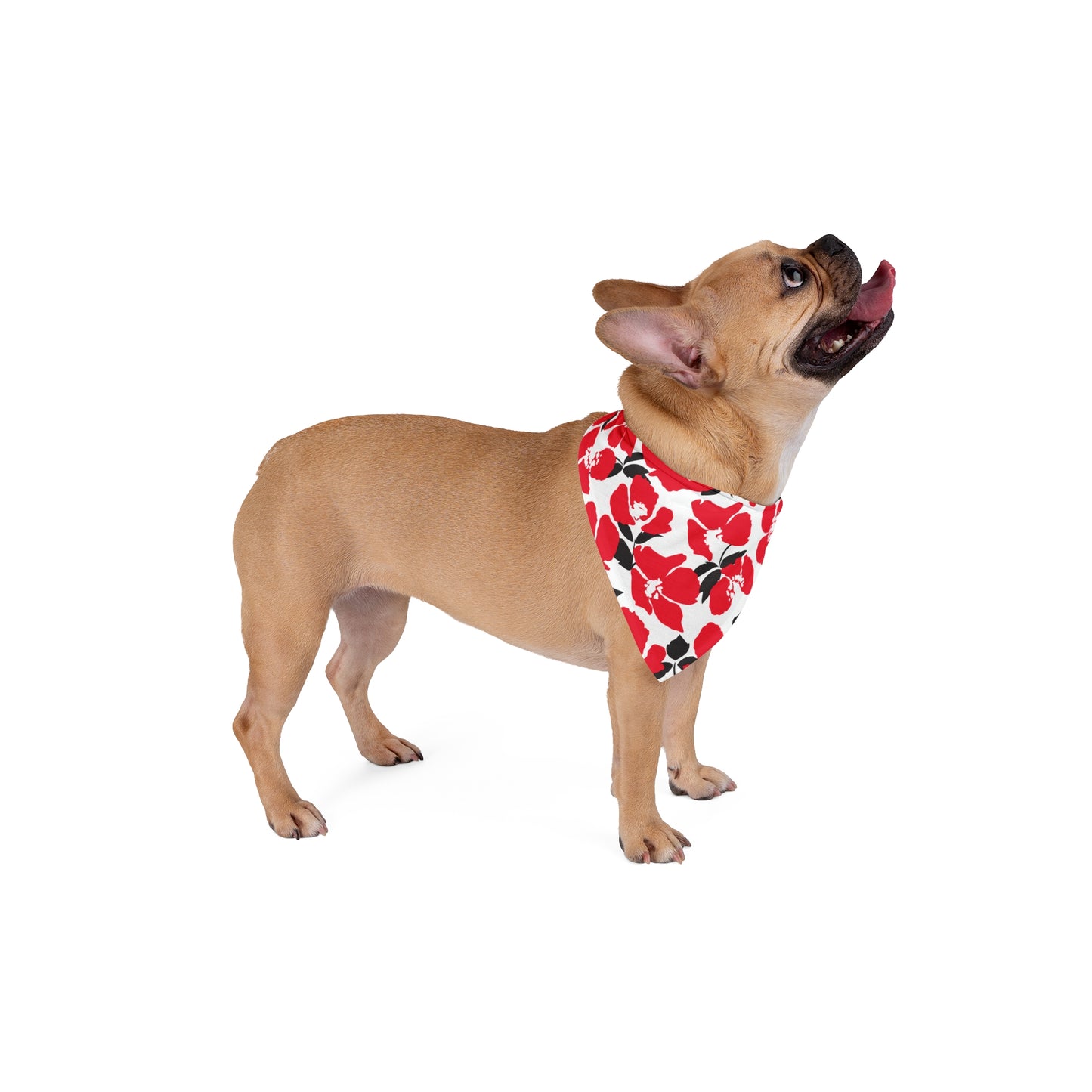 Pet Bandana | Raleigh, North Carolina | Poppy