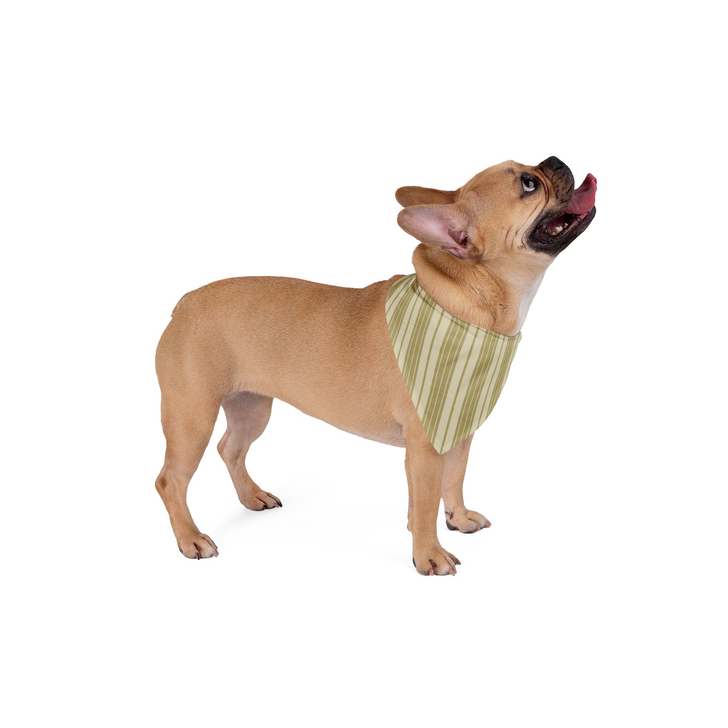 Pet Bandana | Atlanta, Georgia | Stripe
