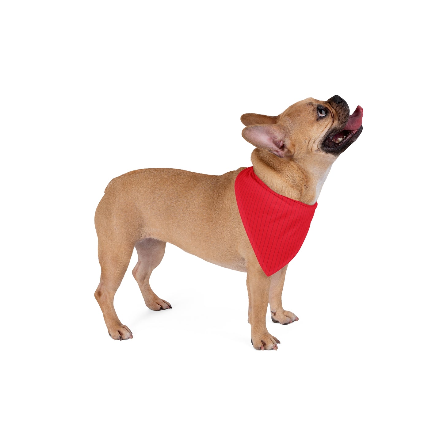 Pet Bandana | Raleigh, North Carolina | Pinstripe