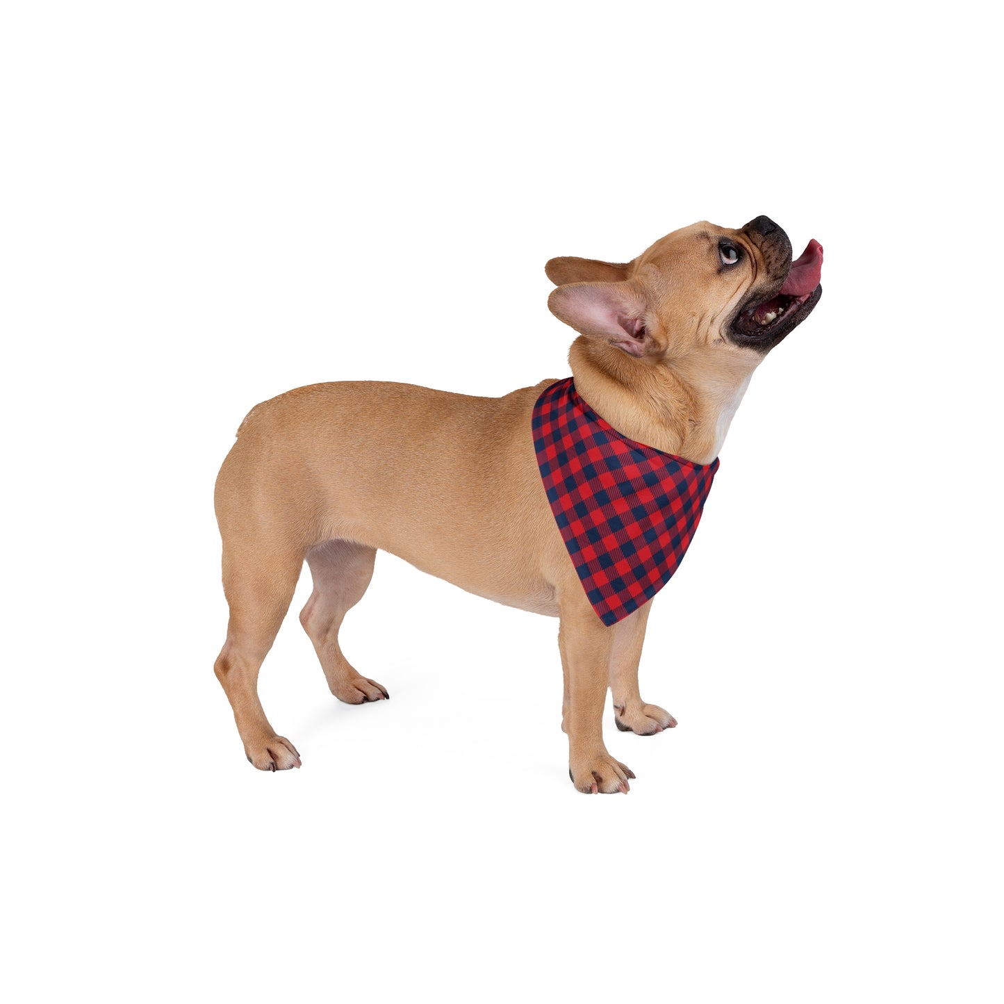 Pet Bandana | Oxford, Mississippi | Gingham