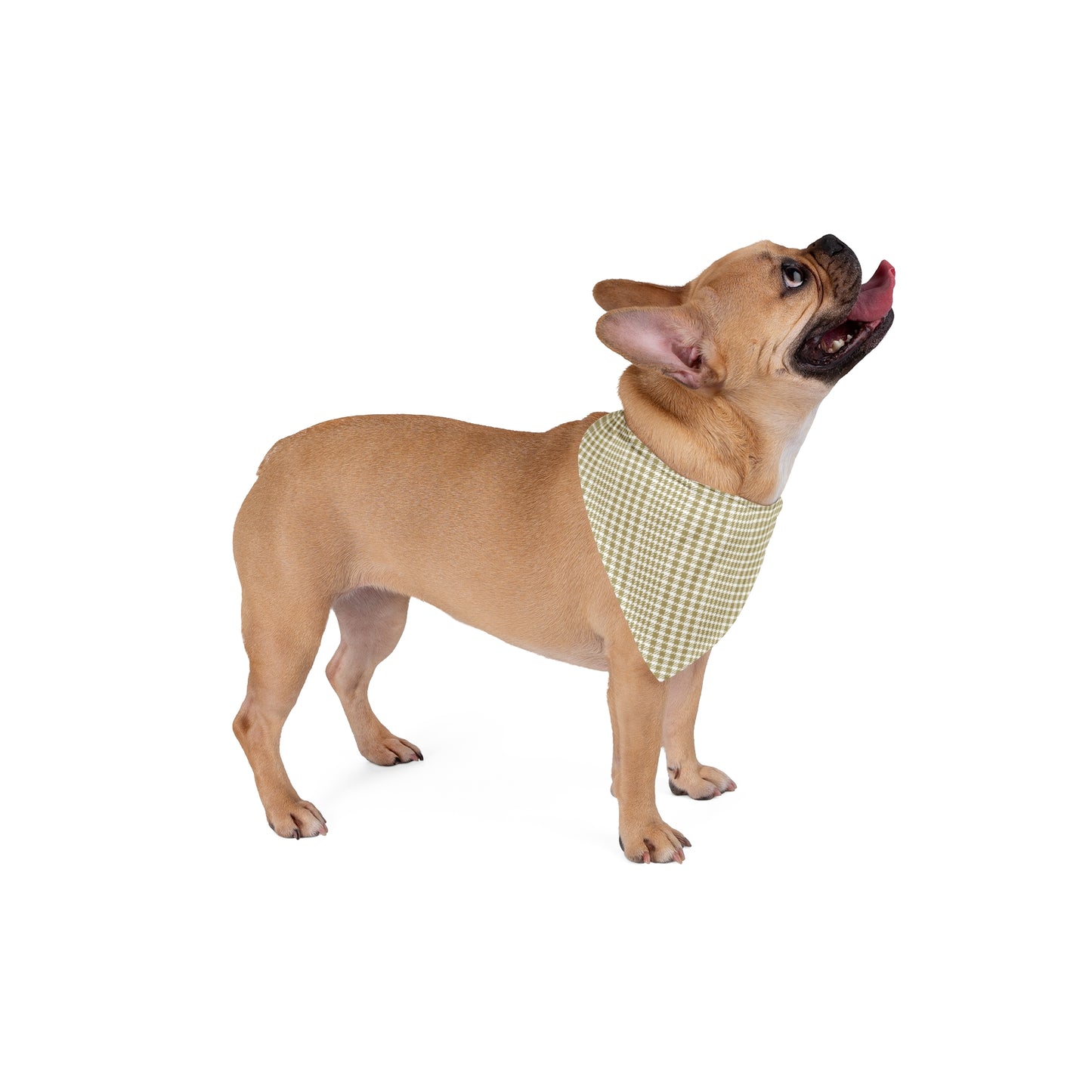 Pet Bandana | Atlanta, Georgia | Tweed