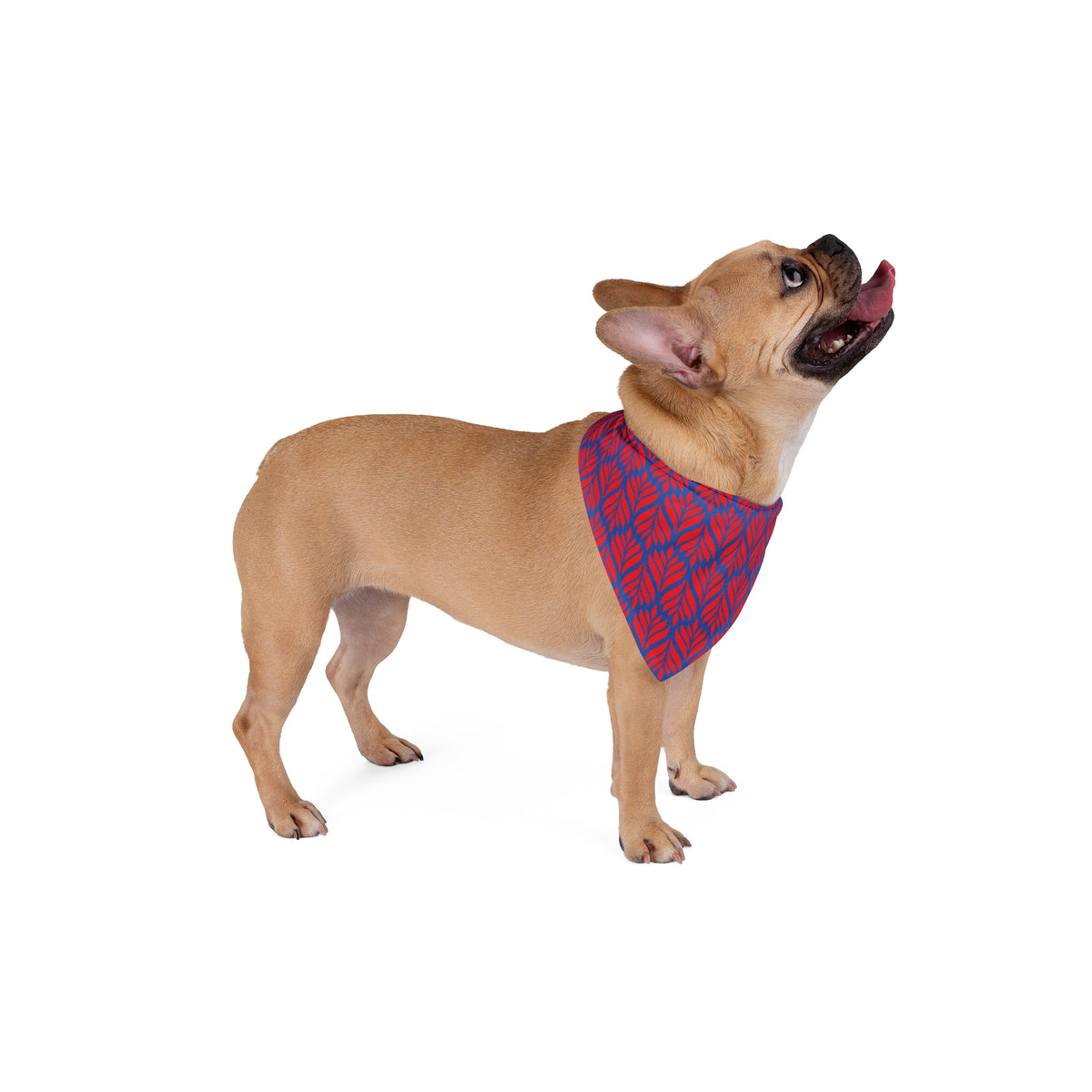 Pet Bandana | Lawrence, Kansas | Palm