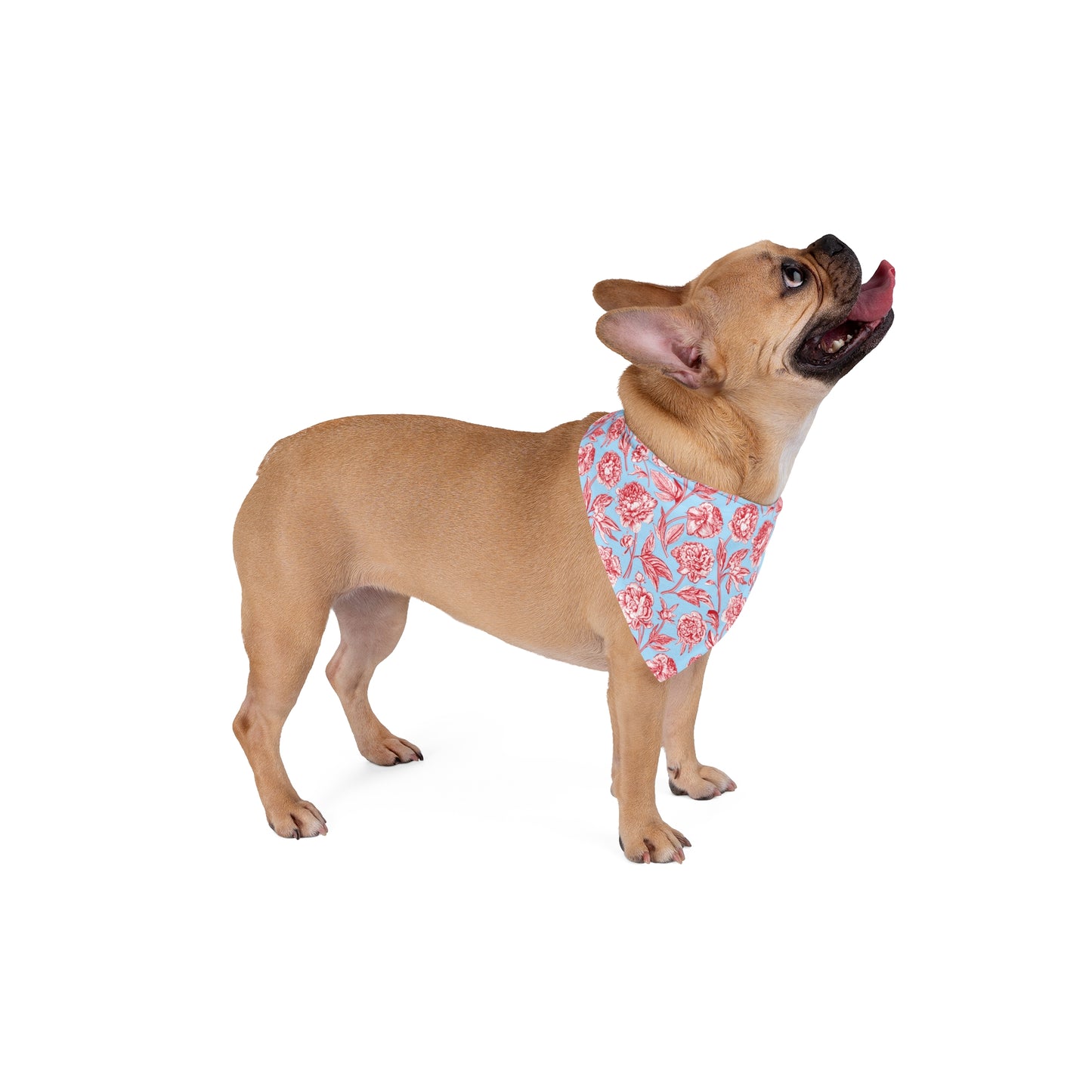 Pet Bandana | Oxford, Mississippi | Peony