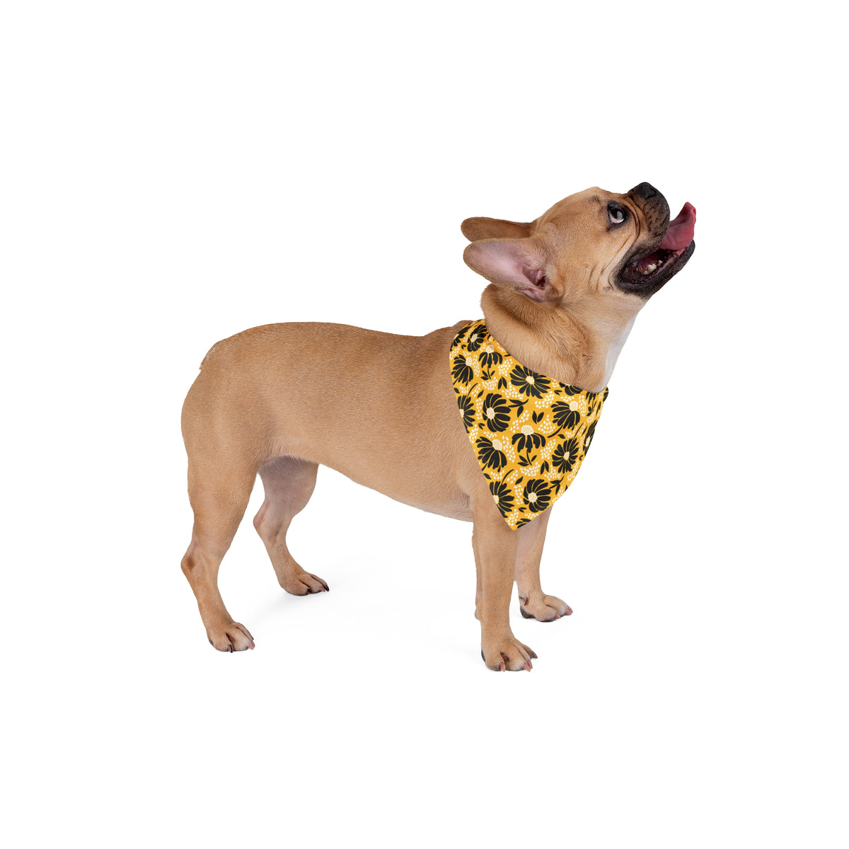 Pet Bandana | Kennesaw, Georgia | Bellis
