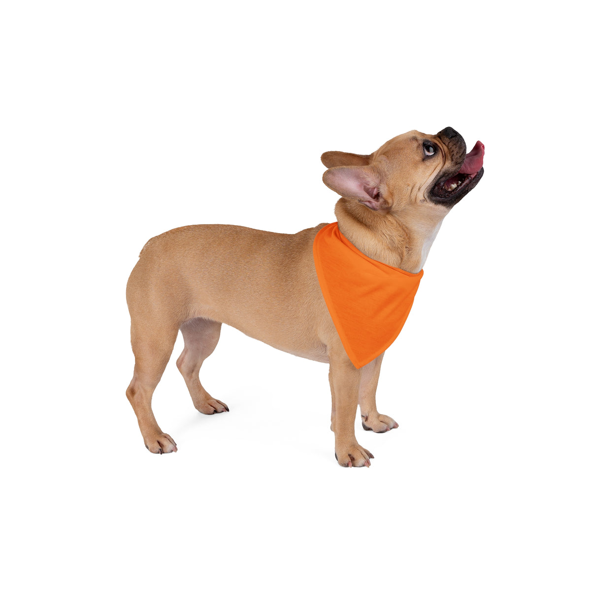 Pet Bandana | Princeton, New Jersey | Light