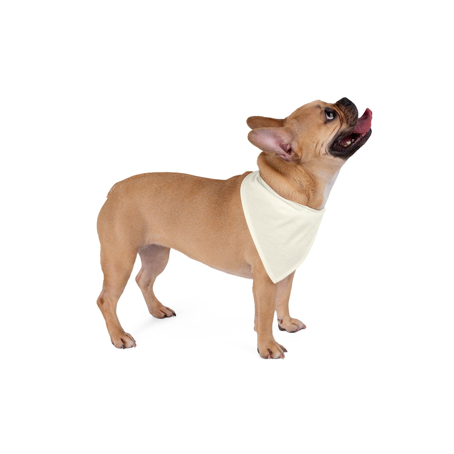 Pet Bandana | Atlanta, Georgia | Light