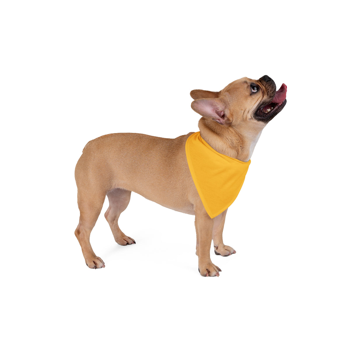 Pet Bandana | Kennesaw, Georgia | Light (Orange)