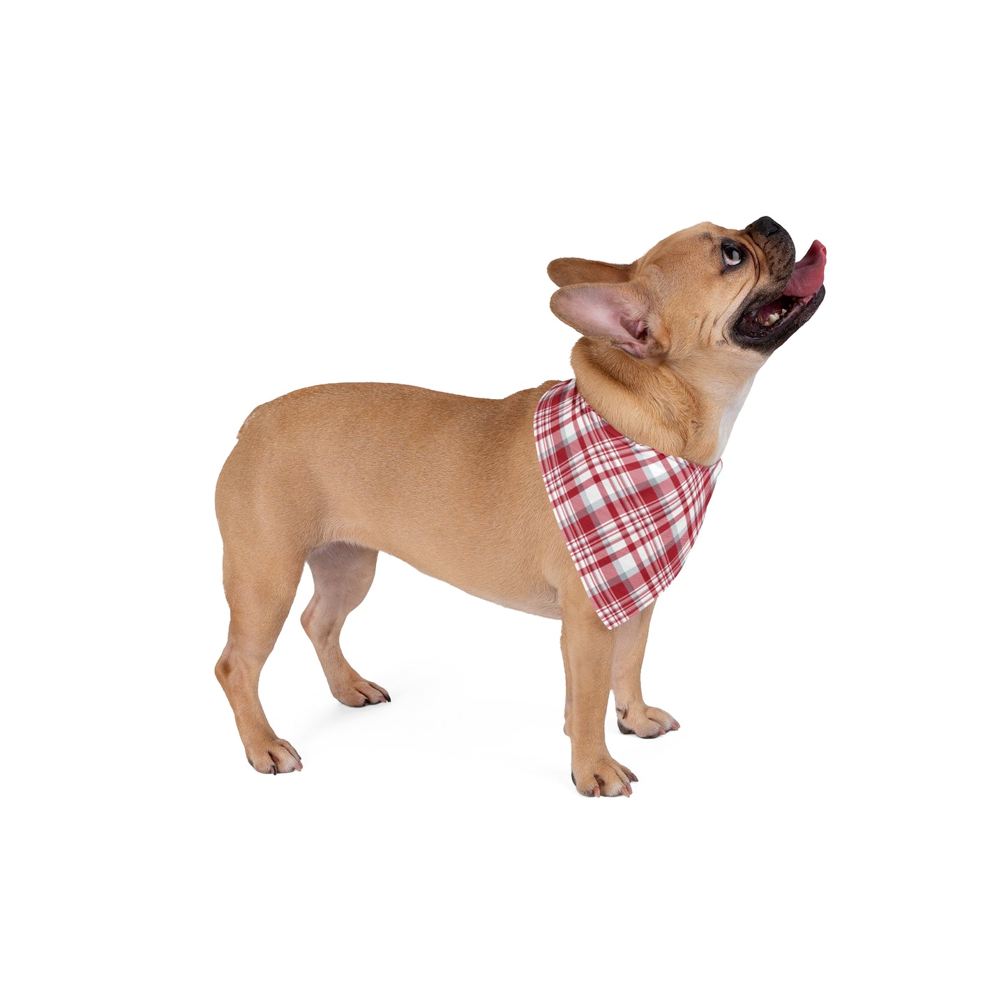 Pet Bandana | Columbus, Ohio | Tartan