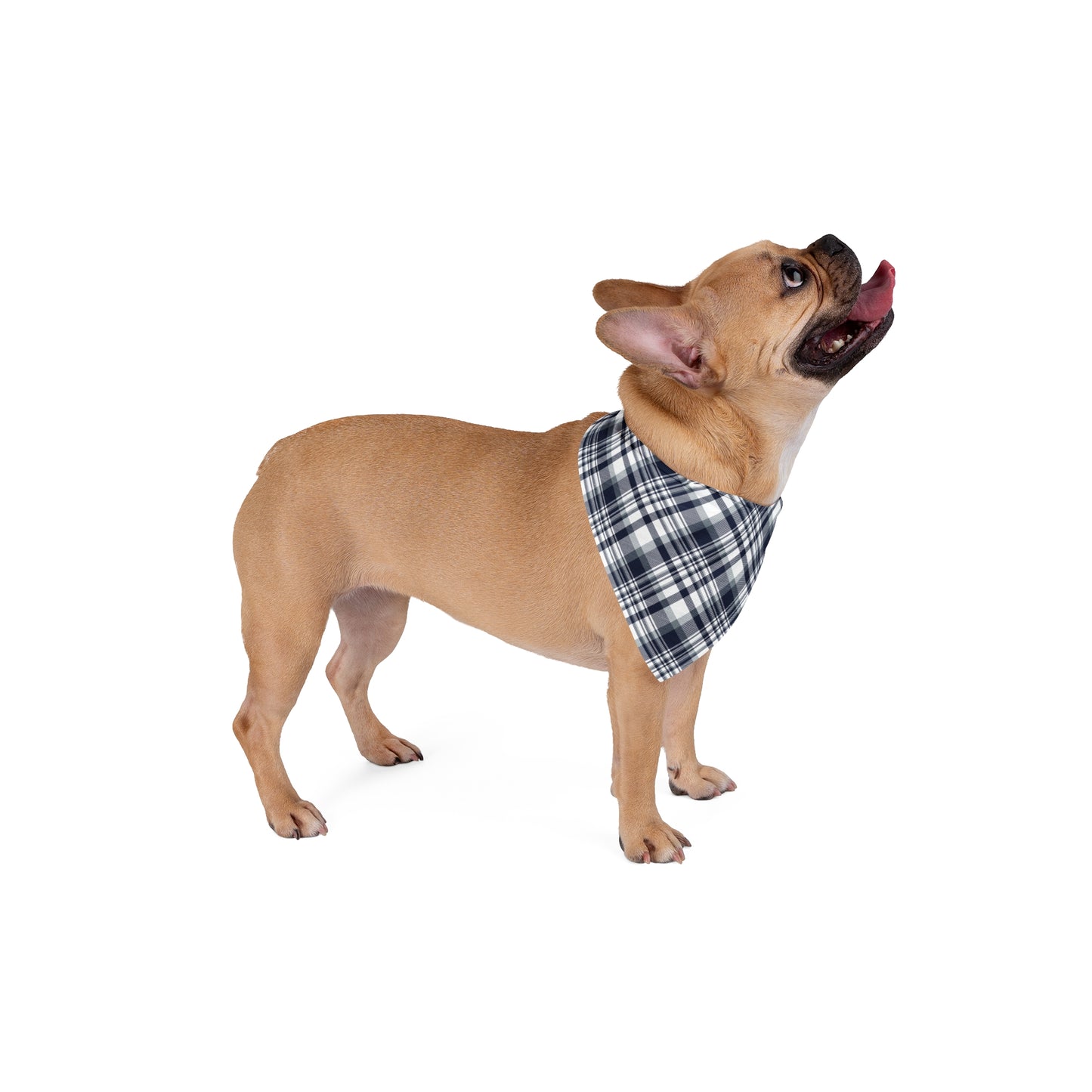 Pet Bandana | Storrs, Connecticut | Tartan