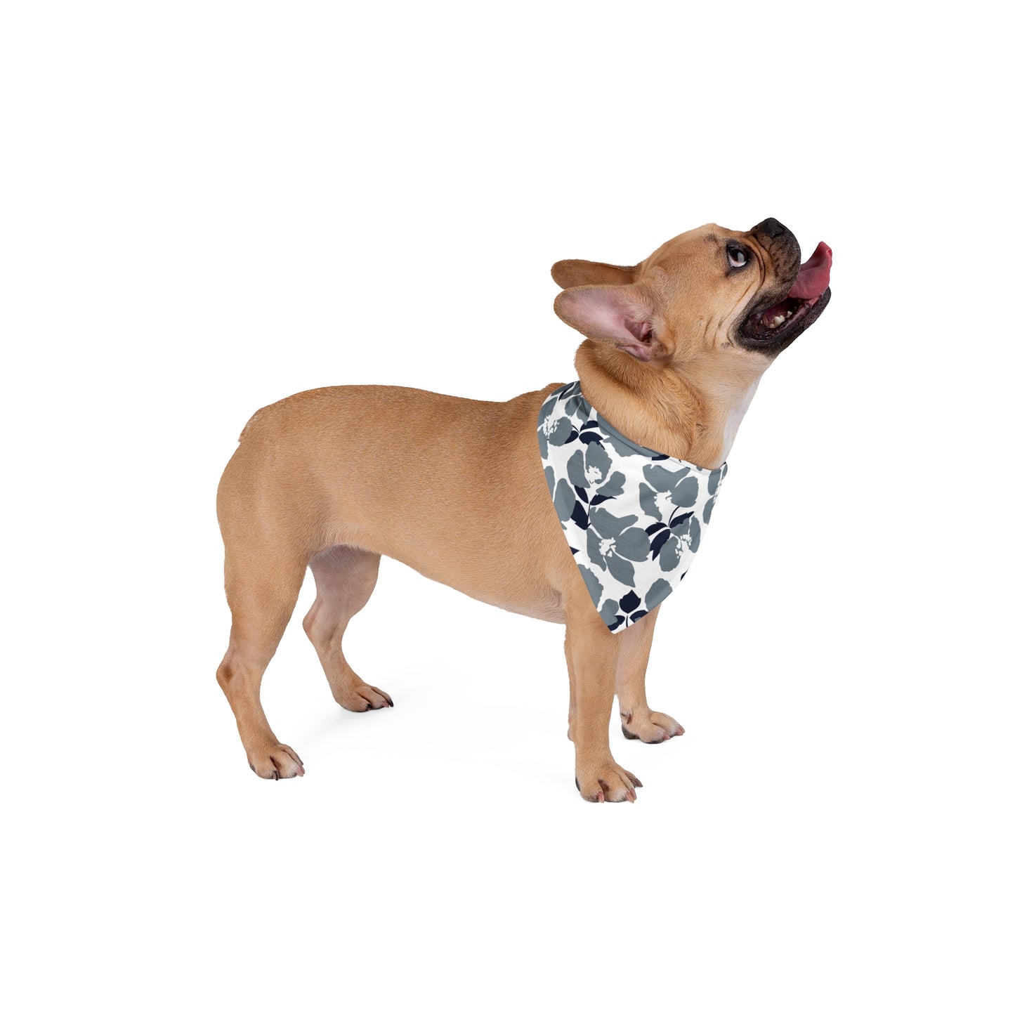 Pet Bandana | Storrs, Connecticut | Poppy