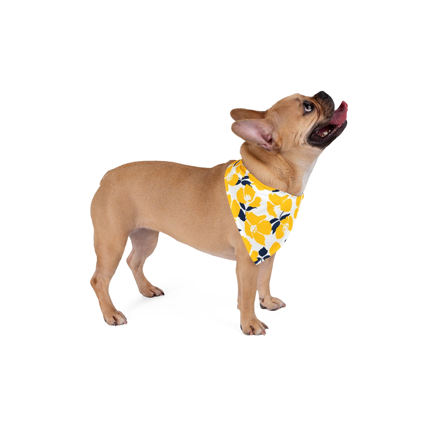 Pet Bandana | Ann Arbor, Michigan | Poppy
