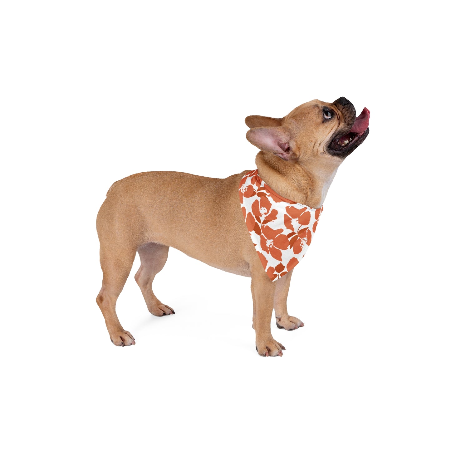 Pet Bandana | Austin, Texas | Poppy