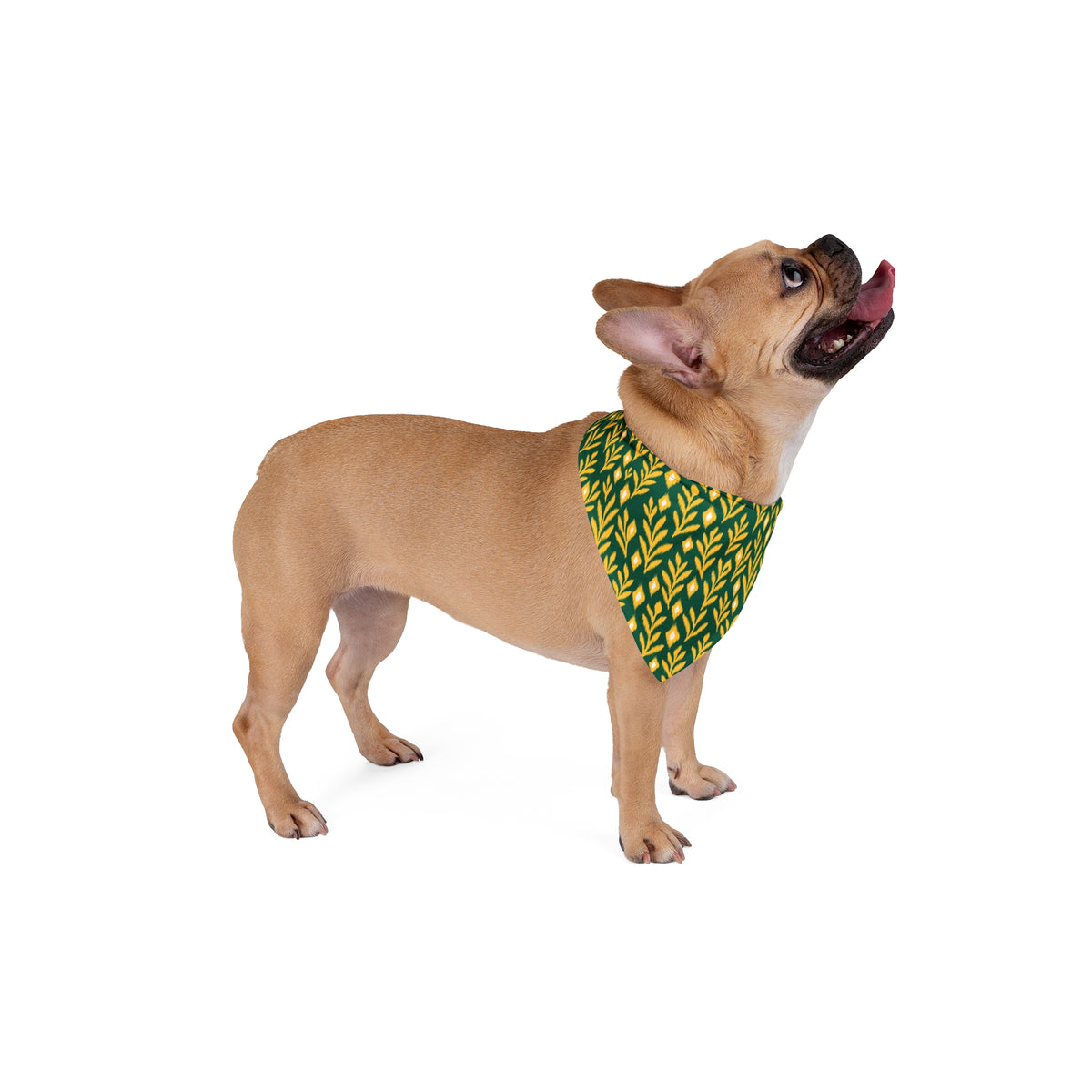 Pet Bandana | Fairfax, Virginia | Laurel
