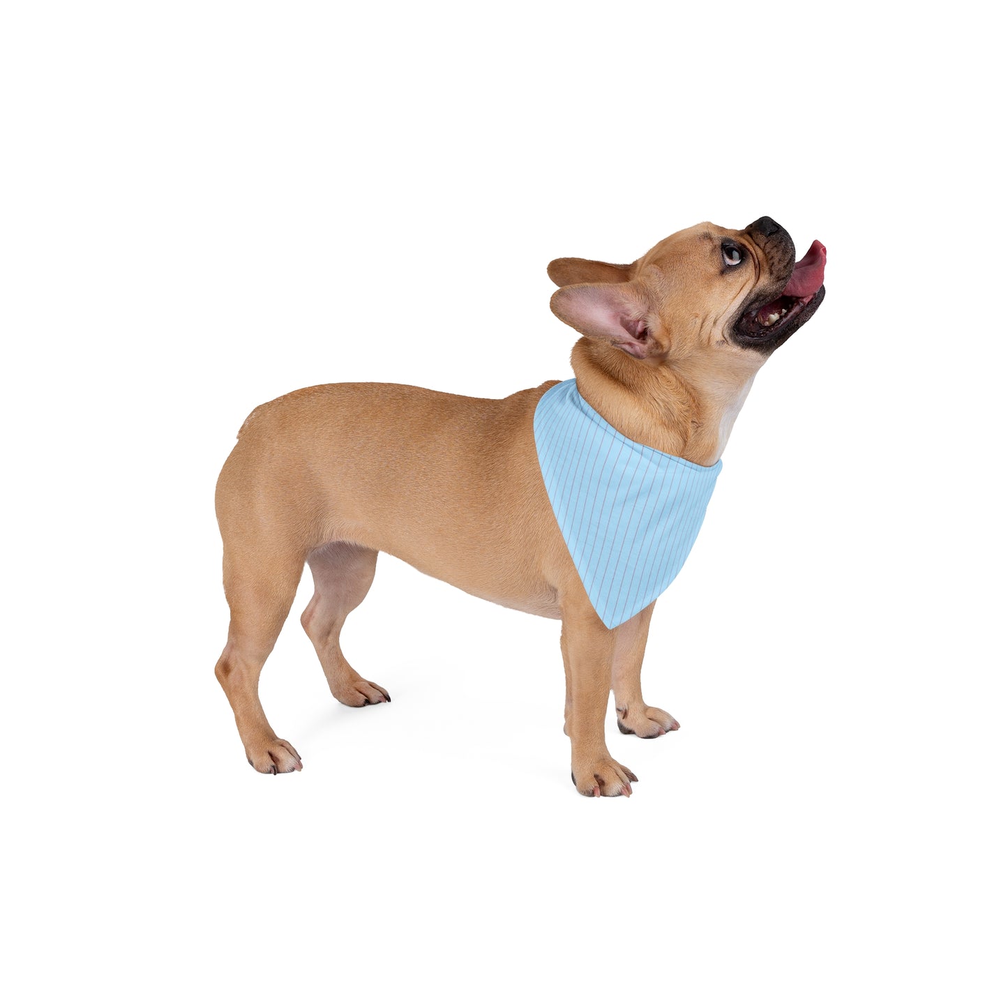 Pet Bandana | Oxford, Mississippi | Pinstripe
